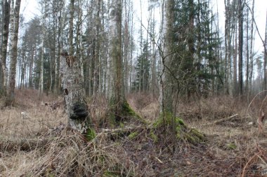 Orman ve gökyüzünün arka planında orman manzarası ağaçları