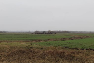 yeşil çayır ve arka planda hayvanlar