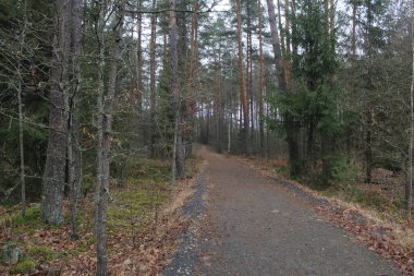 Orman yolu ya da ağaçlar arasındaki yol