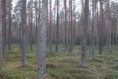 Orman ve gökyüzünün arka planında orman manzarası ağaçları