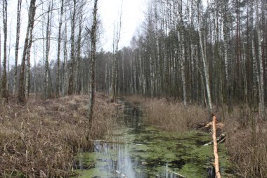 Ormandaki ağaçların arasında büyüyen nehir.