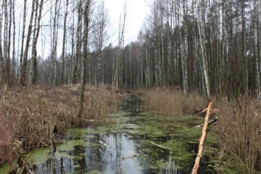 Ormandaki ağaçların arasında büyüyen nehir.