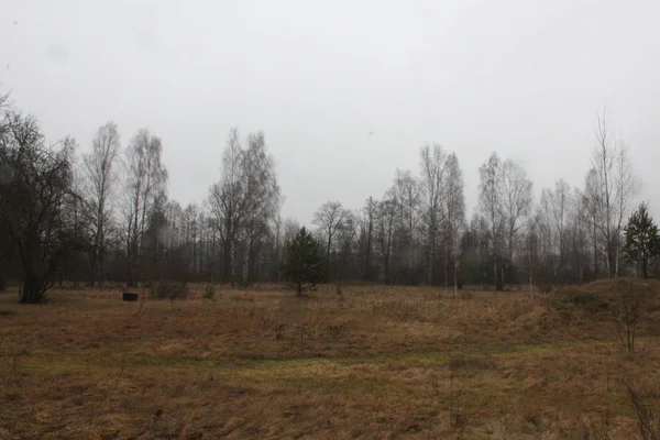 Skog Landskap Träd Mot Bakgrund Skog Och Himmel — Stockfoto