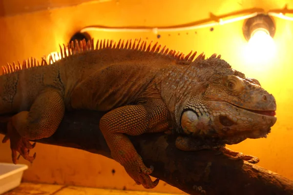 Iguana Gałęzi Terrarium Lub Akwarium — Zdjęcie stockowe