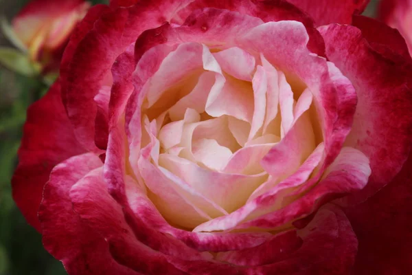 Duża Jasnoczerwona Róża Zbliżenie — Zdjęcie stockowe