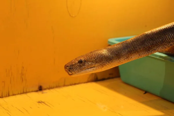 Cobra Clara Branca Terrário Aquário — Fotografia de Stock