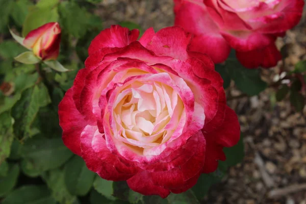 Bujne Jasne Czerwone Różowe Róże Zbliżenie — Zdjęcie stockowe