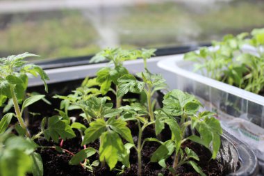 Domates, biber ve patlıcan tohumları pencere kenarındaki kaplarda.