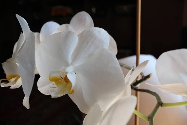 Phalaenopsis Orchidea Egy Edényben Fekete Fehér Háttér Áll Ablakon — Stock Fotó