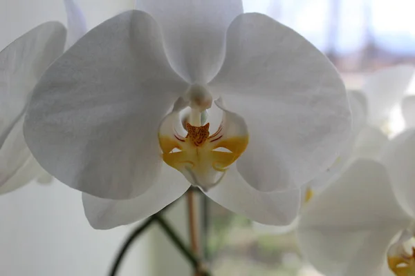 Flora Biała Orchidea Phalaenopsis Białym Tle Stoi Parapecie Lub Stole — Zdjęcie stockowe