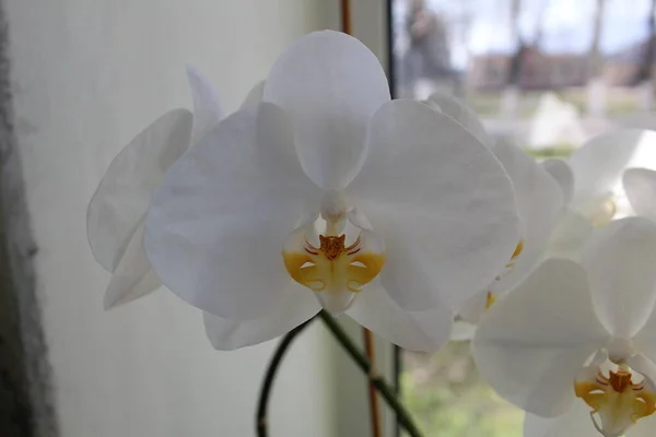 flora white Orchid Phalaenopsis on a white background stands on a windowsill or table