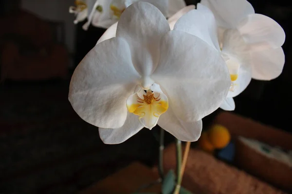 Orchidée Phalaenopsis Dans Pot Sur Fond Noir Blanc Tient Sur — Photo