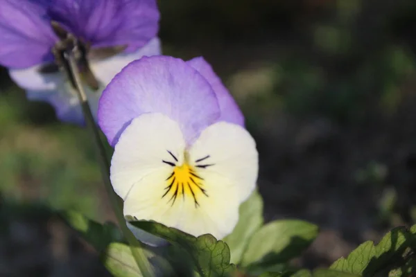 Blanco Azul Púrpura Flor Pantaletas Primer Plano Primavera Verano Viola —  Fotos de Stock