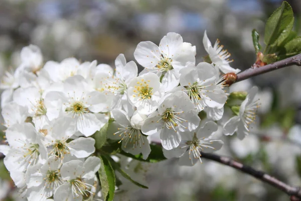 İlkbaharda bir dalda kiraz çiçekleri açar.