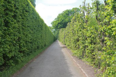 Park 'ta bir patika. Kırpılmış çalılar ve küresel kubbeler.