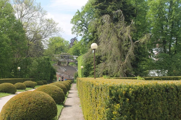 Park 'ta bir patika. Kırpılmış çalılar ve küresel kubbeler.