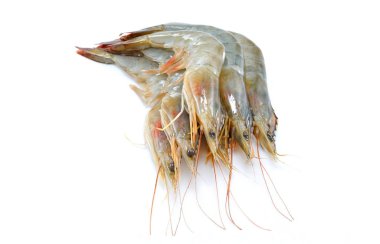 Taze karides, beyaz arka plan üzerinde izole karides