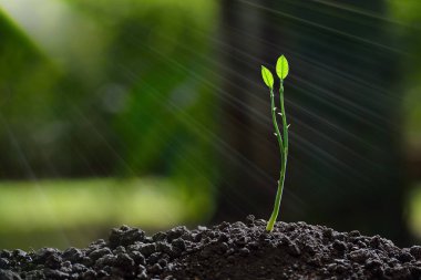 Doğanın arka planında sabah ışığında genç bir bitki