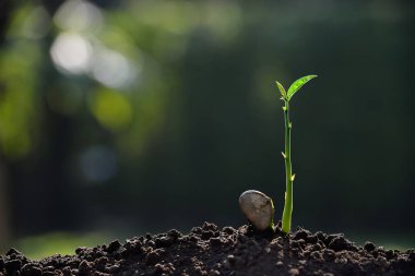 Tohumdan doğa arka plan üzerinde büyüyen yeşil Filiz