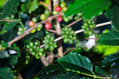 Kahve ağacı kahve bir çiftlikte kahve çekirdekleri ile