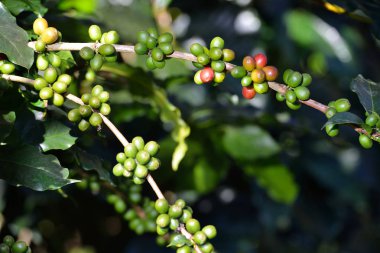 Kahve ağacı kahve bir çiftlikte kahve çekirdekleri ile