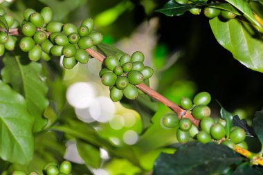 Kahve ağacı kahve bir çiftlikte kahve çekirdekleri ile