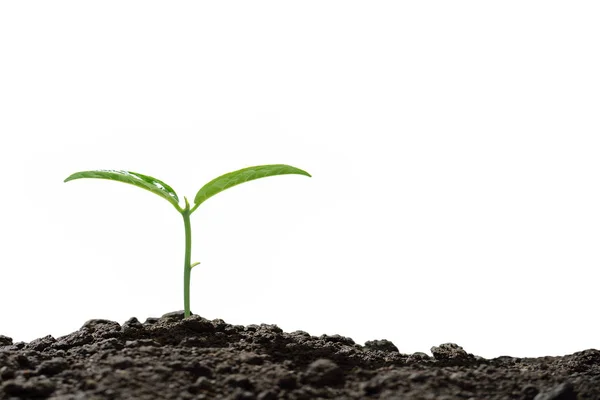 Jovem planta nova vida, isolado no fundo branco — Fotografia de Stock