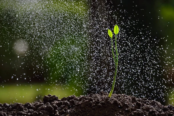 Mudas verdes crescendo no chão na chuva — Fotografia de Stock