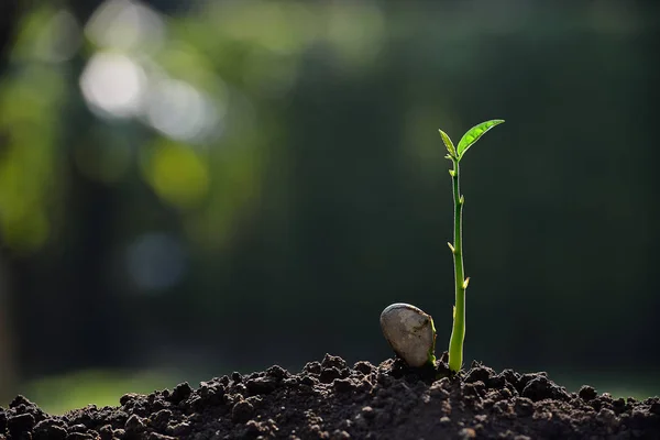 Broto verde crescendo a partir de sementes sobre o fundo da natureza — Fotografia de Stock