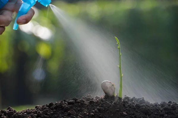 Die Hand des Bauern gießt eine junge Pflanze — Stockfoto