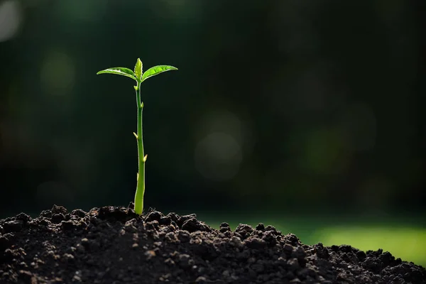 Jungpflanze im Morgenlicht — Stockfoto