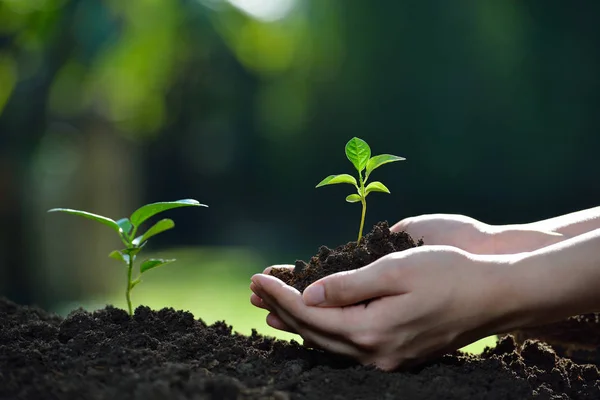 Hands holding a green young plant — Stock Photo, Image
