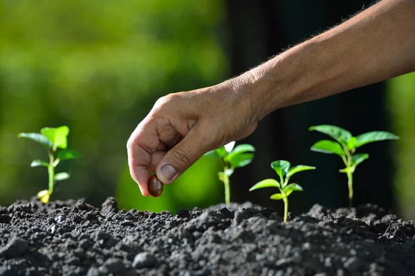 Mão de agricultor plantando uma semente no solo — Fotografia de Stock