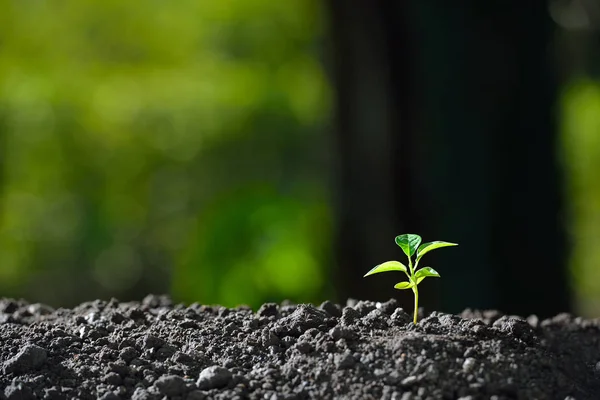 Jovem planta na luz da manhã — Fotografia de Stock