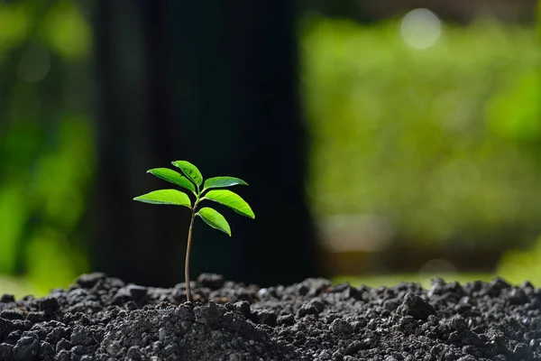 Jovem planta na luz da manhã — Fotografia de Stock