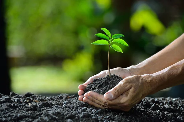 Hände, die eine grüne junge Pflanze halten — Stockfoto