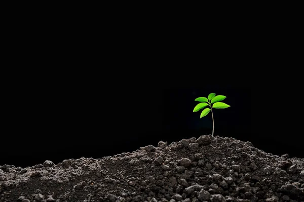 Jonge plant in de ochtend licht — Stockfoto