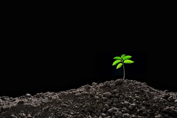 Jovem planta na luz da manhã — Fotografia de Stock