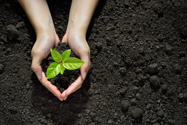 Mãos segurando e cuidando de uma planta jovem verde — Fotografia de Stock