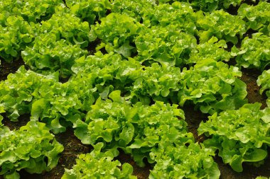 Bahçedeki toprak dışında büyüyen sebze salatası