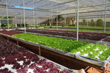 Büyüyen organik sebze hydroponic gruptaki