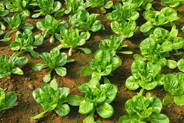 Bahçedeki toprak dışında büyüyen sebze salatası — Stok fotoğraf