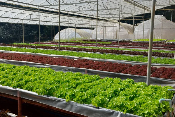 Выращивание органических овощей на гидропонной ферме — стоковое фото