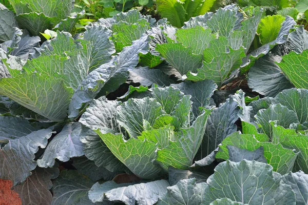 Ensalada de verduras que crece de la tierra en el jardín —  Fotos de Stock