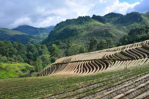 Landbouw aardbei veld in het noorden van Thailand — Stockfoto