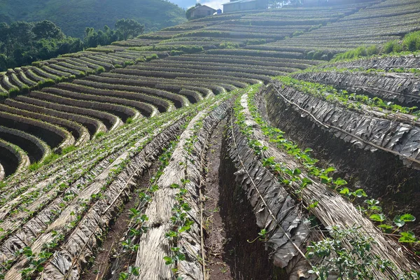 Agriculture strawberry field in the North of Thailand — Stock Photo, Image