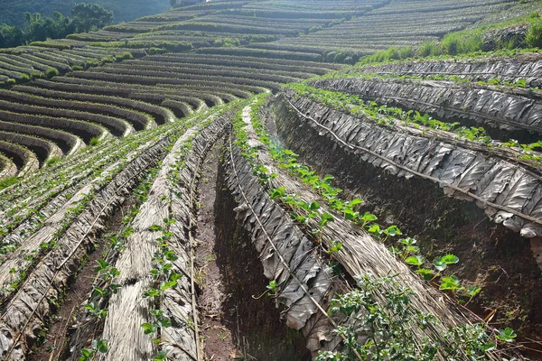 Landbouw aardbei veld in het noorden van Thailand — Stockfoto