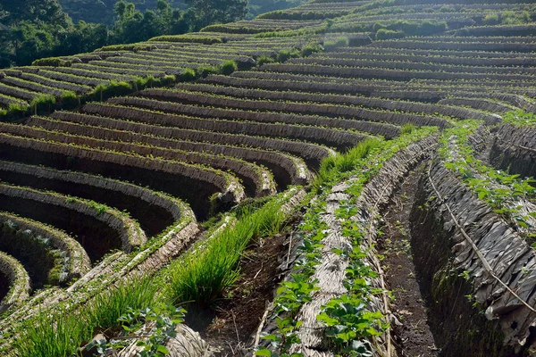 Landbouw aardbei veld in het noorden van Thailand — Stockfoto