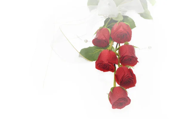 红玫瑰花朵用颜色滤镜 — 图库照片