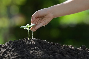Çocuk el genç bir bitki sulama